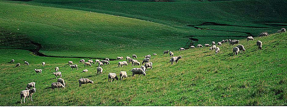 智慧畜牧平臺：大數據驅動養殖業的智能革命